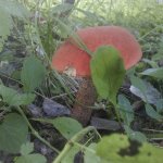 ягоды, грибы